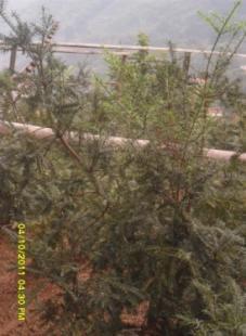 浙江绍兴优质香榧苗供应 嫁接苗与实生苗，3公分至5公分规格齐全