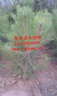 供应优质20公分油松树苗——绿化工程优选苗木