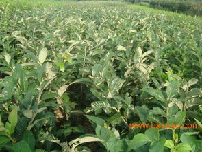 临沂兴旺苗木基地主要苗木产品及价格指南