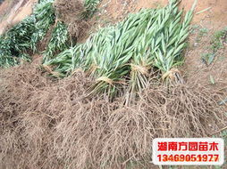 长沙县跳马乡方园苗木场灌木产品列表