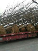 绿化苗木产品与苗木图片信息解析