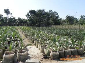 植树袋与美植袋在苗木移植中的广泛应用及市场行情分析