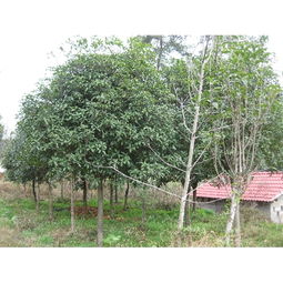 桂林银杏树与优质苗木——全州惠民苗木基地的精品选择