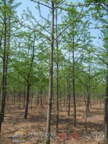 山东优质绿化苗木 精品银杏及其他工程苗木的优选