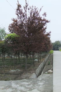 果木苗木市场现状与厂家报价分析