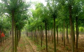 凤冈县大型国槐苗木基地 绿色发展的坚实支柱