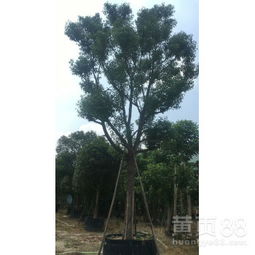 贵州香樟 优质袋苗批发与直销指南