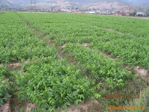 优质核桃苗供应 高成活率与专业种植指导