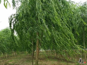 匠心育绿，品质造景——湖北楚和园林精品苗木推荐与公司相册