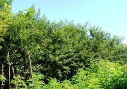 河南省洛阳市洛宁县东林苗木产品展示