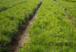 湖南耒阳高产油茶苗圃 优质油茶种苗及其他特色绿化苗木产品全览