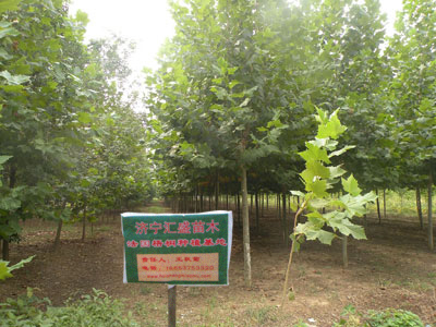 北京市场5公分4.5米裸根定杆法桐苗木价格分析与供应指南