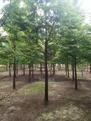 水杉苗木 古老树种的绿色传承与现代价值